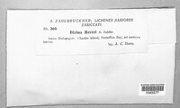 Image of Dirina herrei